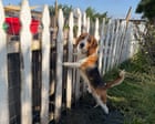 ‘It shatters my heart’: the fosters taking care of stressed former lab beagles
