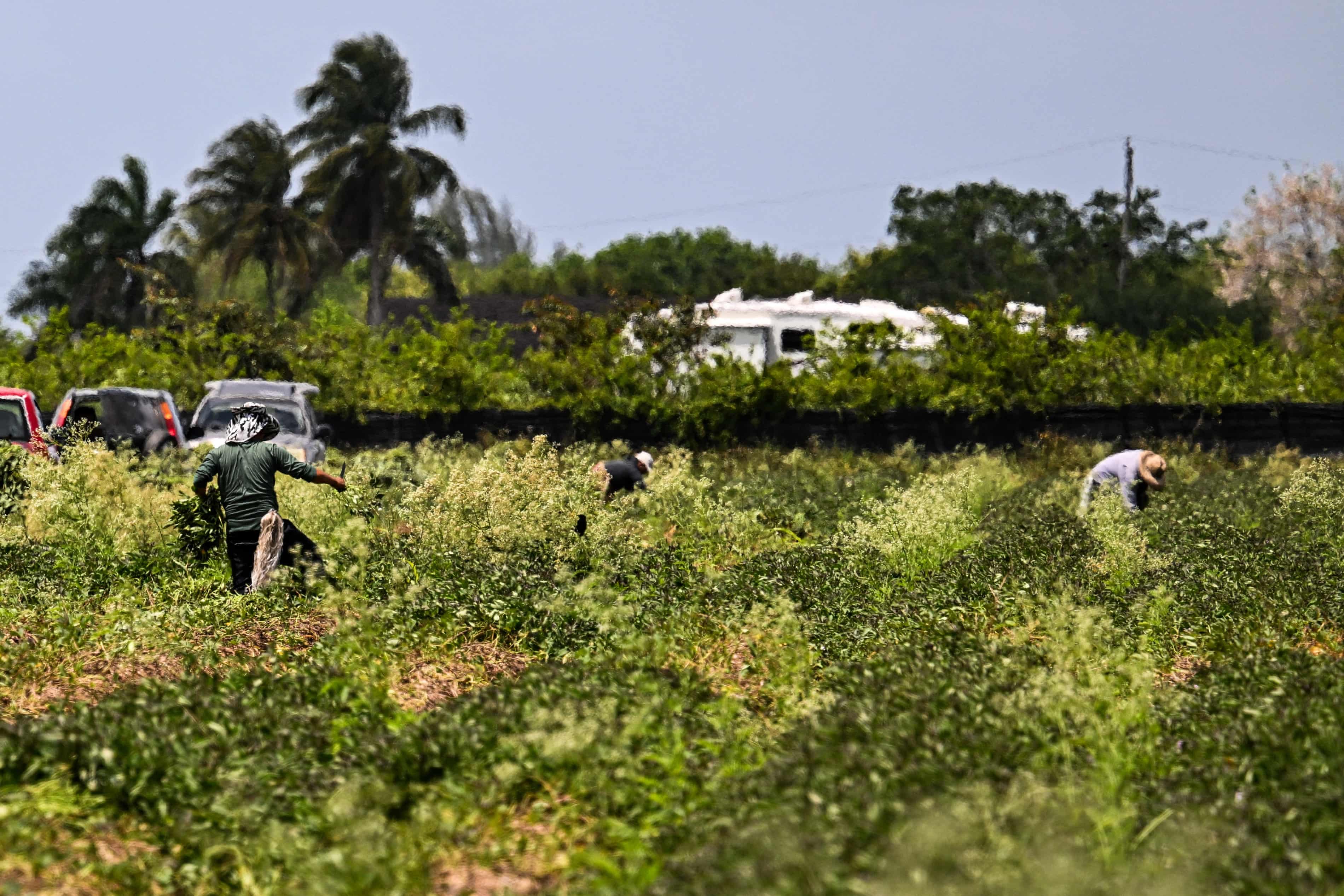 Trump has no plan for who will grow US food: ‘There is just flat out nobody to work’ (theguardian.com)
