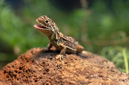 A Victorian grassland earless dragon on a rock in the breeding facility at Melbourne zoo