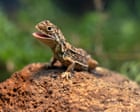 How to conserve your dragon – and avoid losing Australia’s most imperilled reptile for a second time