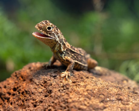How to conserve your dragon – and avoid losing Australia’s most imperilled reptile for a second time