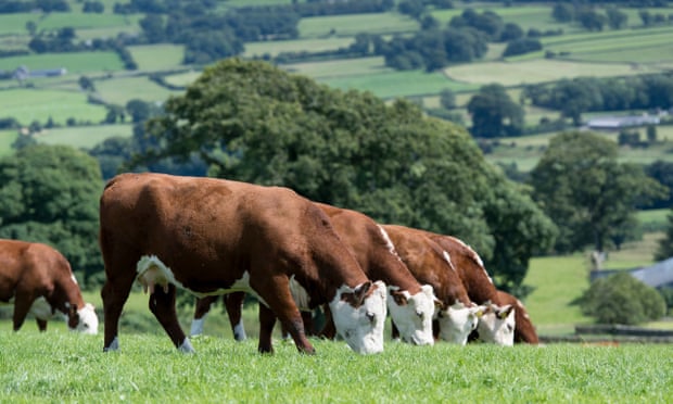 Herd of Hereford beef cattle in the English landscape, Cumbria.