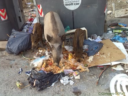 Wild boar bin-raiding in Spain.