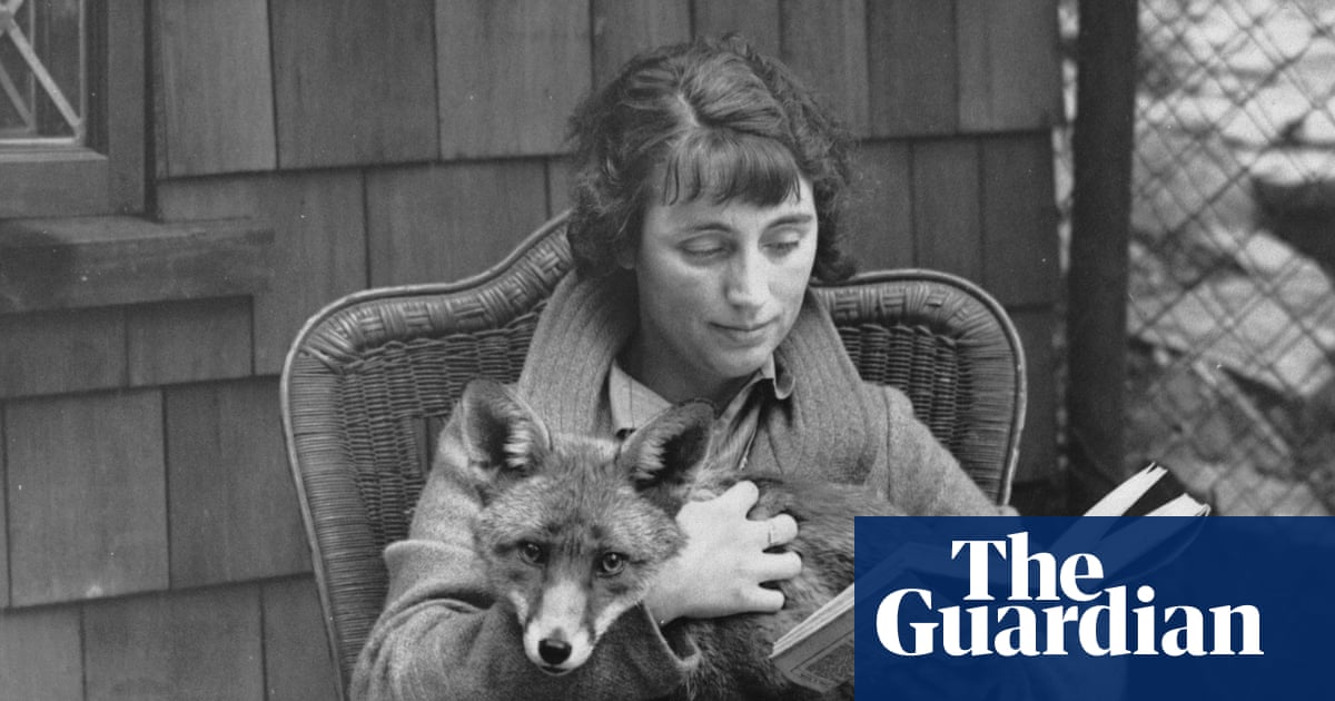 Country diary 1925: The frantic search for a pet fox called Rufus