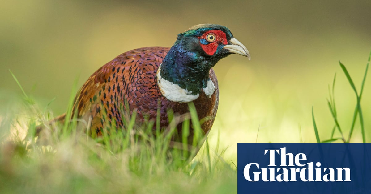 Voluntary UK ban on killing birds with lead shot has had ‘no detectable effect’