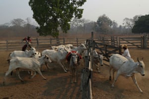 Carlos Augusto Rodrigues, 35, separates cattle with the help of his friend, Idalino Menino Pereira, 53, on the ranch where Rodrigues works, in the Pantanal.
