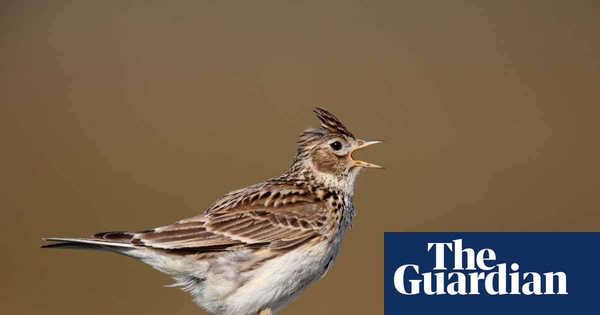 Is chorus of winter birdsong a herald of spring or warning of climate crisis?