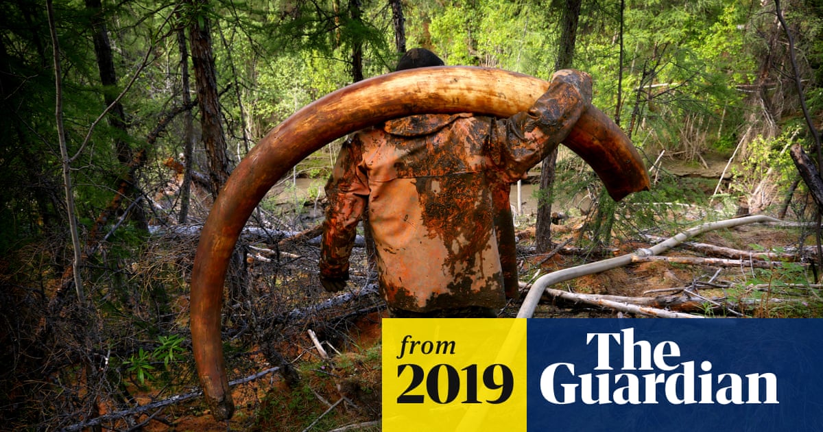 Permafrost thaw sparks fear of 'gold rush' for mammoth ivory