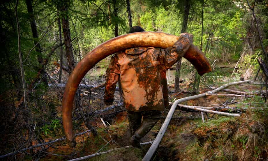 Local officials have warned that an outright ban on harvesting mammoth remains could disenfranchise locals.