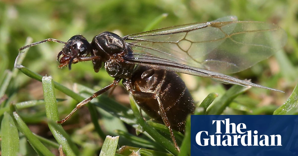 Vast clouds of flying ants deceive weather satellites