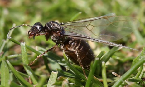 Flying ant in grass