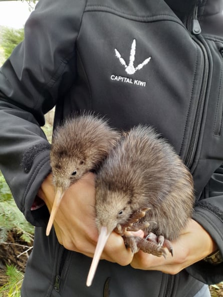 The two kiwi chicks