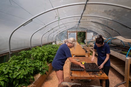 Two women filling seed trays in a polytunnel