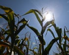 European farmers face ‘unprecedented crisis’ after successive heatwaves