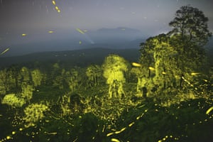 Night sky and a forest illuminated with fireflies.