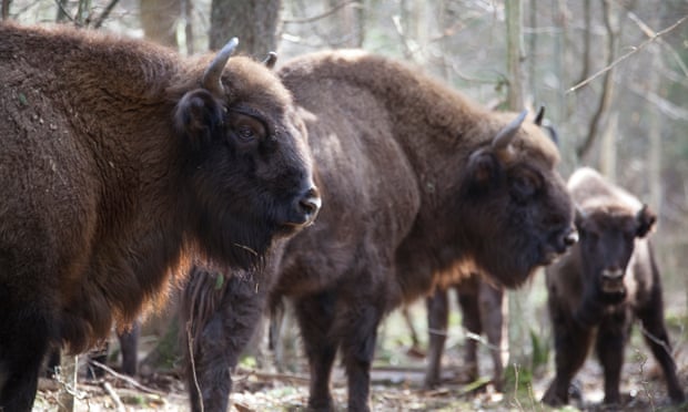 Wild bison, like this herd in Poland’s Białowieża forest, will soon roam the Kent woodlands.