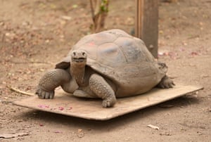 A large tortoise sits on a weighing scale