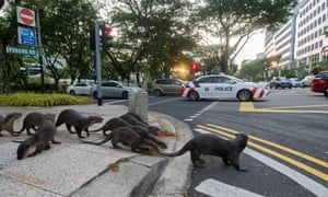Um bando de lontras selvagens de pêlo liso cruza a Penang Road em Cingapura. As lontras são bem conhecidas localmente e são apelidadas de família Zouk.