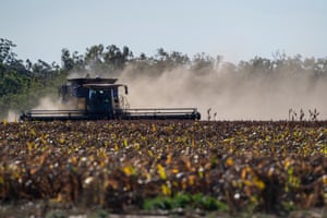 Harvesting sorghum to feed the pigs at Bettafield Piggery