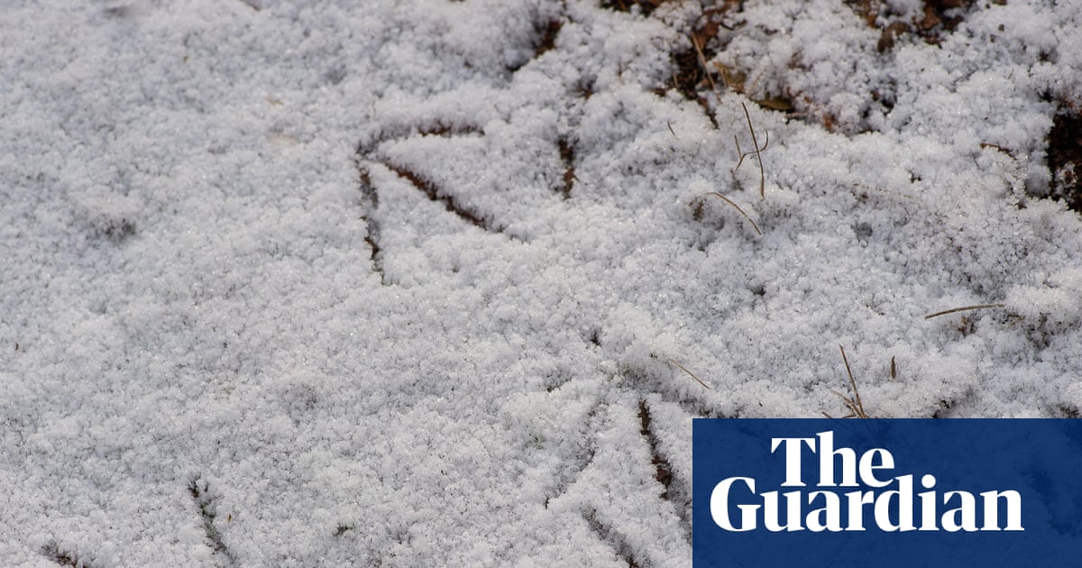 Young country diary: A snowy census of all the local animals | Rosie