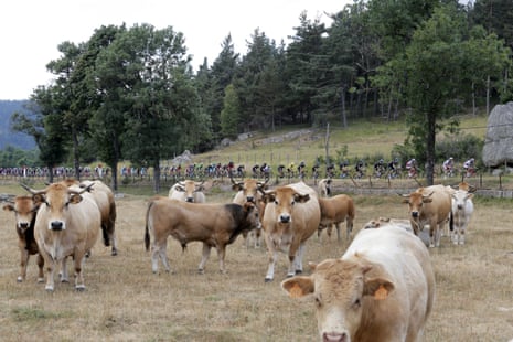 The peloton passes a pasture with Aubrac cows.