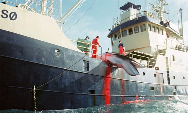 A freshly killed minke whale hoisted on to Norwegian whaler Kato in the North Sea in 1999. The country now wants to boost whaling after years of decline.