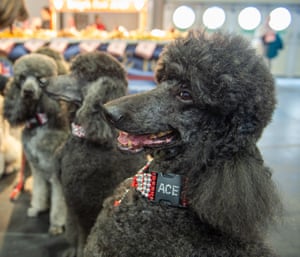 Standard poodles from the Pot Noodles team compete in the obedience contest