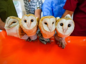 Four orphan barn owl chicks were found weak from hunger and thirst after their mother’s death, are under treatment at the Dicle Wildlife Rescue and Rehabilitation Center before being released back into their natural habitat in Diyarbakir, Turkey