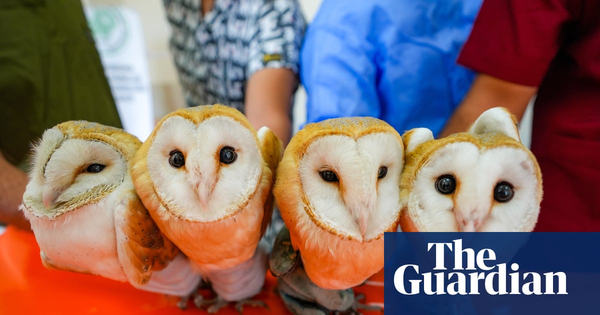Week in wildlife: orphaned owls, a shark threesome and a moose down a well