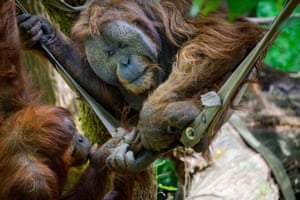 An adult orangutan sitting in a hammock plays with juvenile