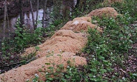 This photo provided by Nina Jochnowitz shows hundreds of pounds of pasta that was dumped near a stream in Old Bridge, New Jersey.