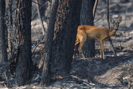 A deer among burnt trees
