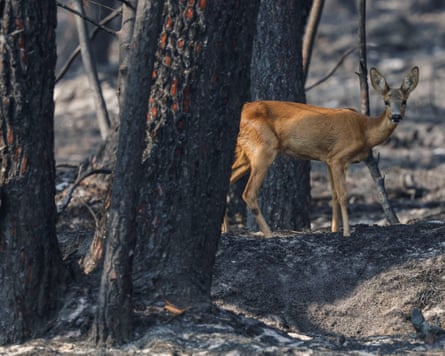 A deer among burnt trees