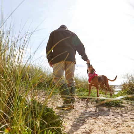 Man walking pet dog on sand dunes, Constantine Bay, Cornwall, UK.
