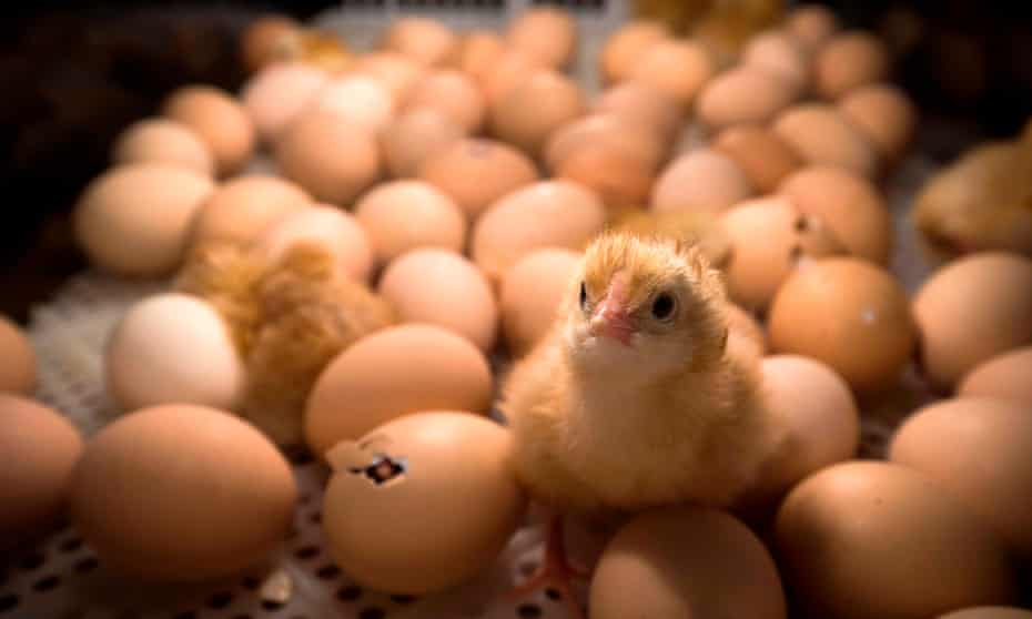 a chick stands among eggs