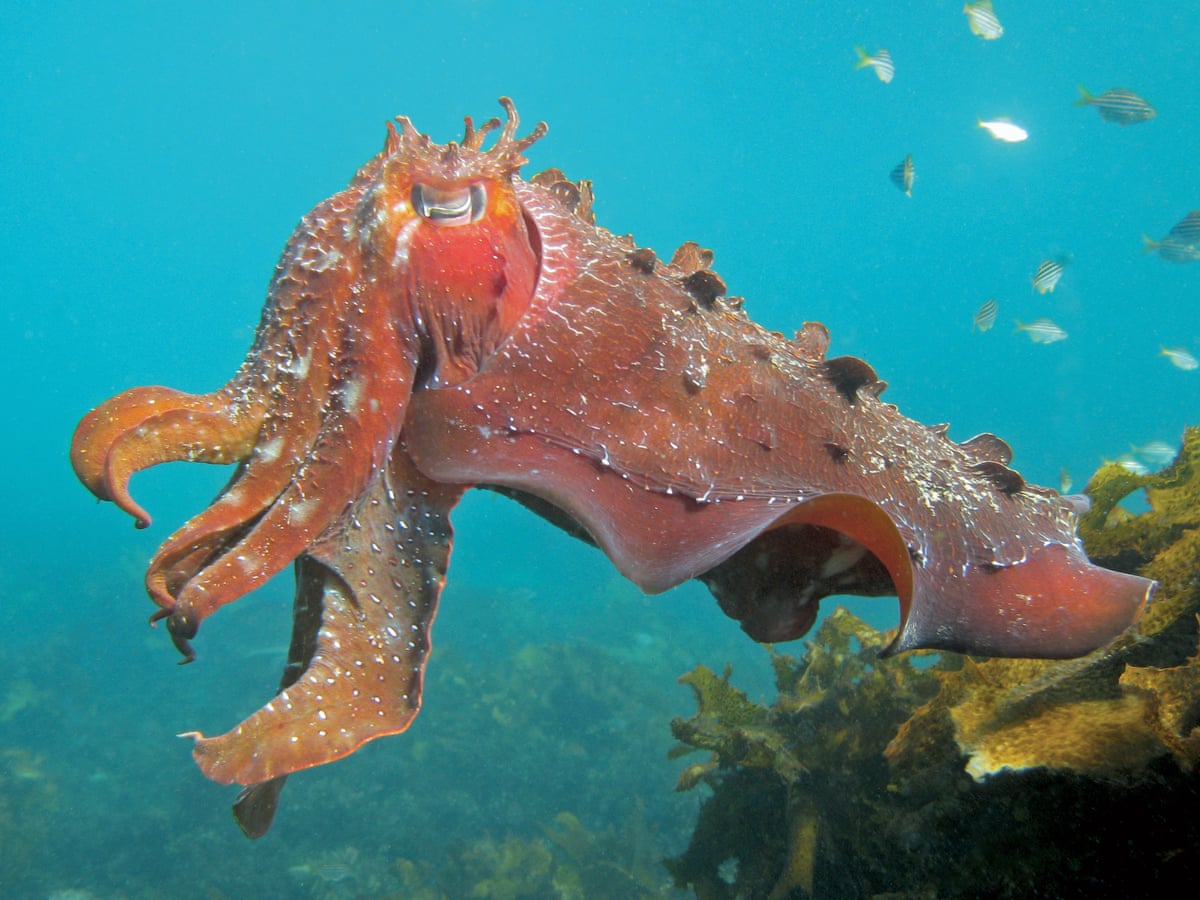 Alien intelligence: the extraordinary minds of octopuses and other  cephalopods | Marine life | The Guardian