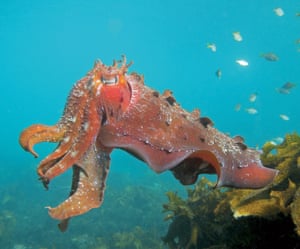 An Australian giant cuttlefish