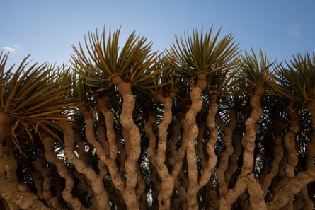 The distinctive crown of a dragon’s blood tree.