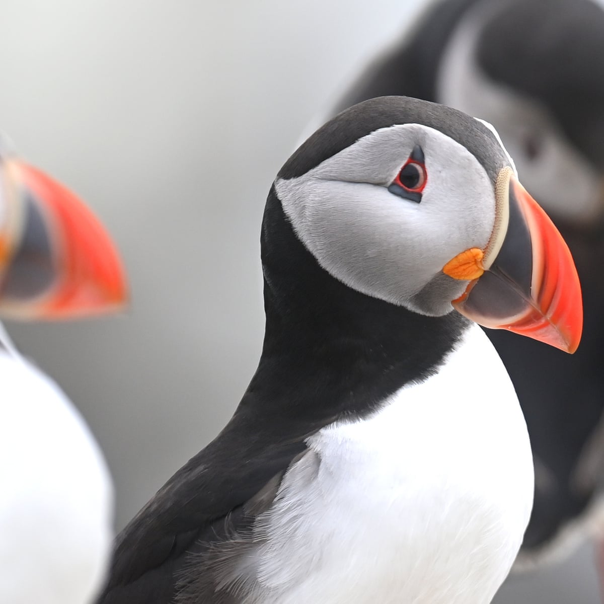 Puffin nesting sites in western Europe could be lost by end of century | Birds | The Guardian