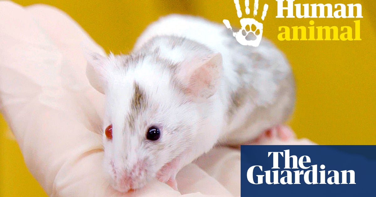 Inside the controversial world of animal testing: ‘It’s not putting lipstick on a kitten’ – video