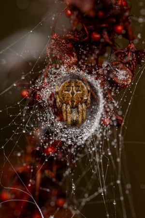 An orb weaver spider inside its silken web