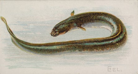 An image of an eel