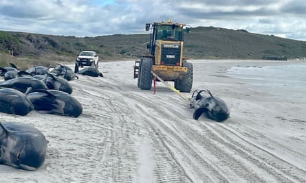 A tractor was used to cart the dead pilot whales onto the dry white sand.