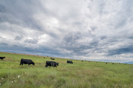 Cattle grazing on the Zumwalt prairie in Northeast Oregon.