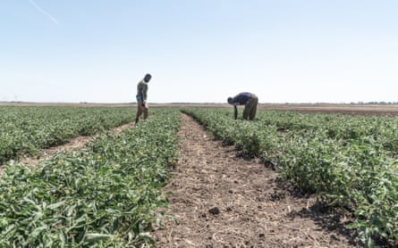 Migrant workers harvesting crops.