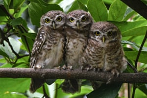 Three spotted owlets perch on a tree branch