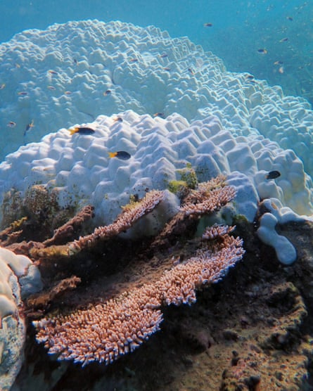 Coral bleaching off Heron Island, Queensland.