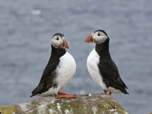 Um par de papagaios-do-mar nas Ilhas Farne, na costa de Northumberland, Reino Unido