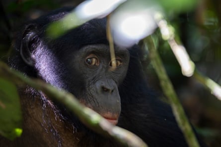 The face of a bonobo among foliage