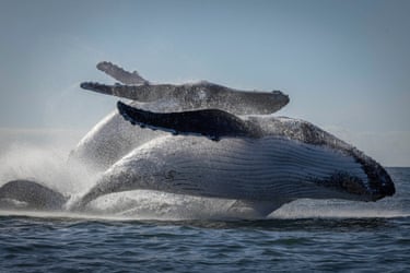 Two humpback whales leaping out of ocean